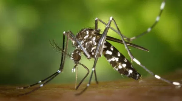 walka z komarami